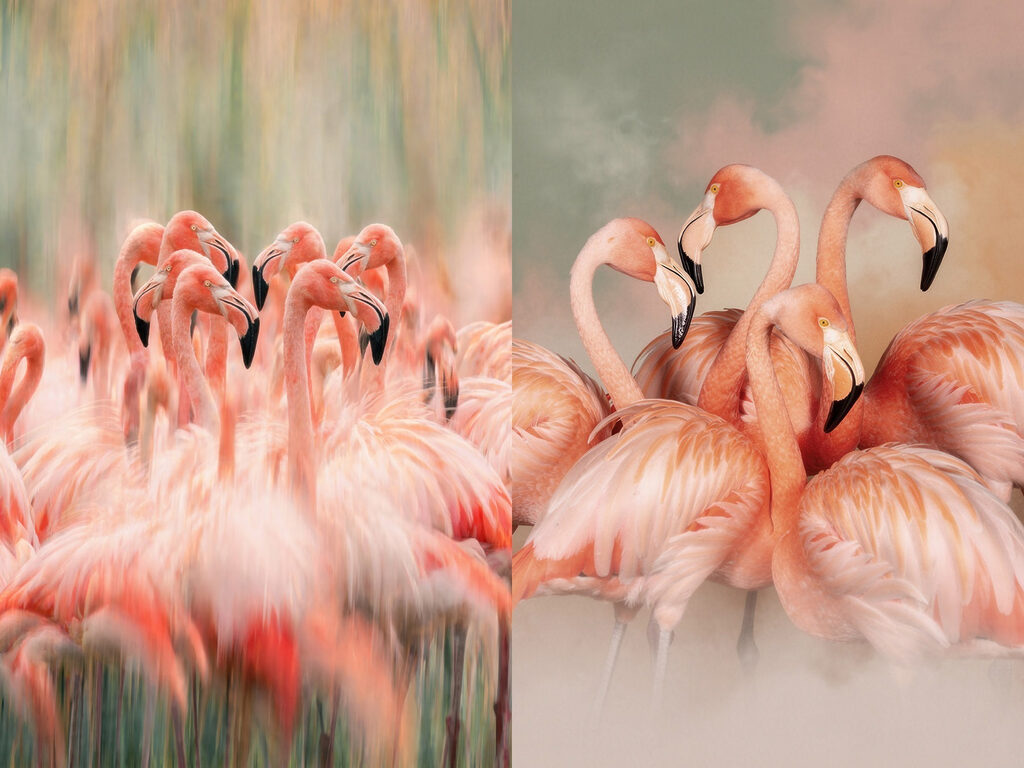 Colonie de flamants — motif complet