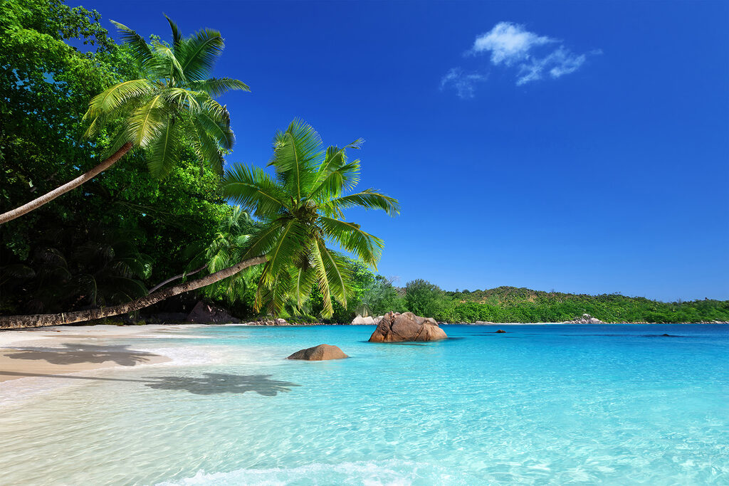 Baie sous les palmiers — motif complet