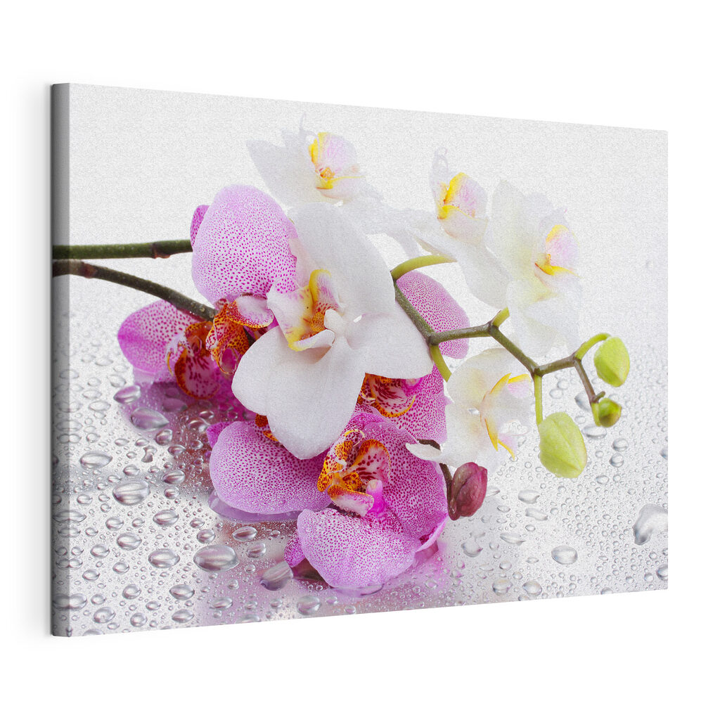 Orchidées perlées de rosée — vue du produit