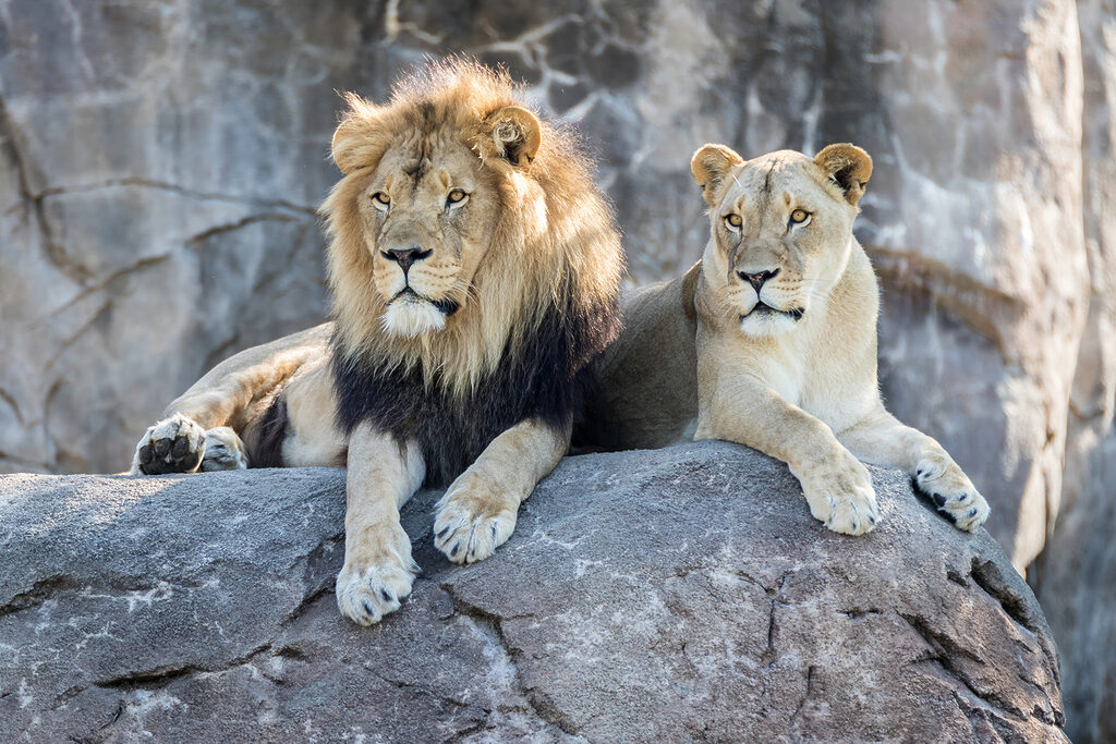 Lions au repos — motif complet