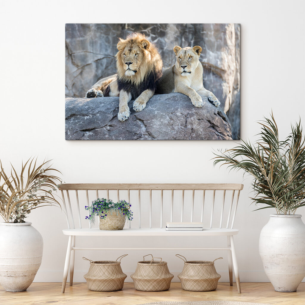 Lions au repos — intérieur 3