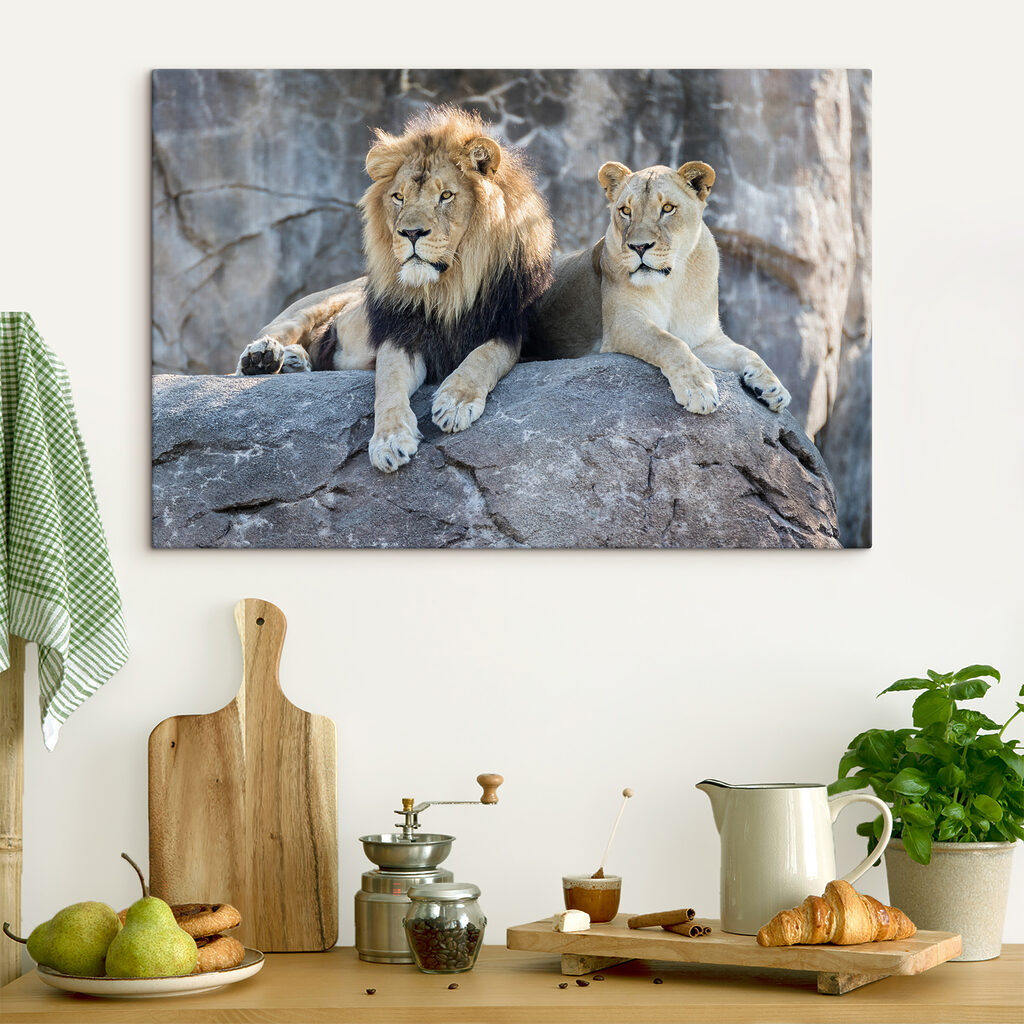 Lions au repos — intérieur 4