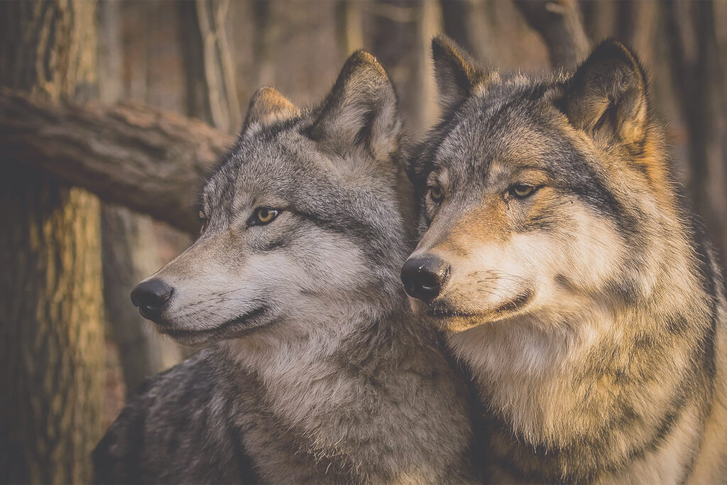 Loups dans le sous-bois — motif complet
