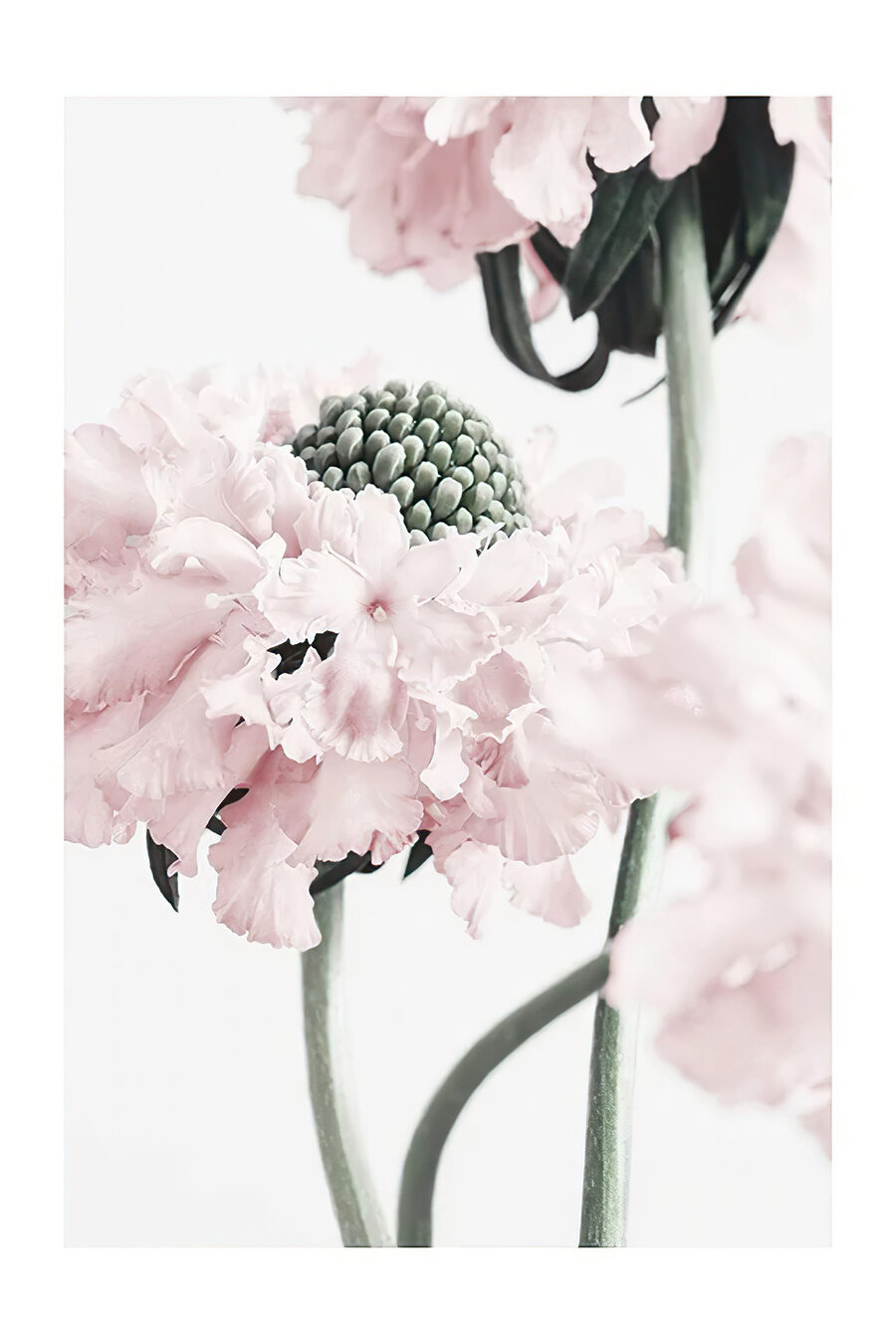 Douce floraison rose — motif complet