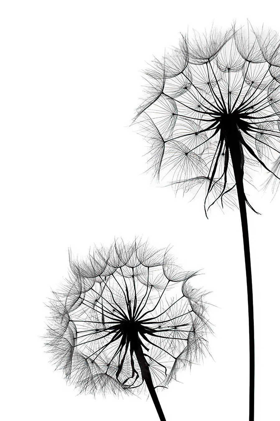 Aigrettes sur blanc — motif complet