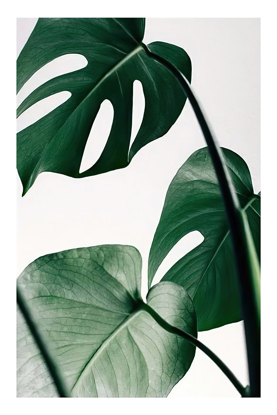 Monstera sur fond clair — motif complet
