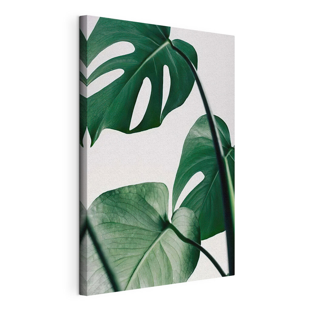 Monstera sur fond clair, toile tendue et bord enveloppé