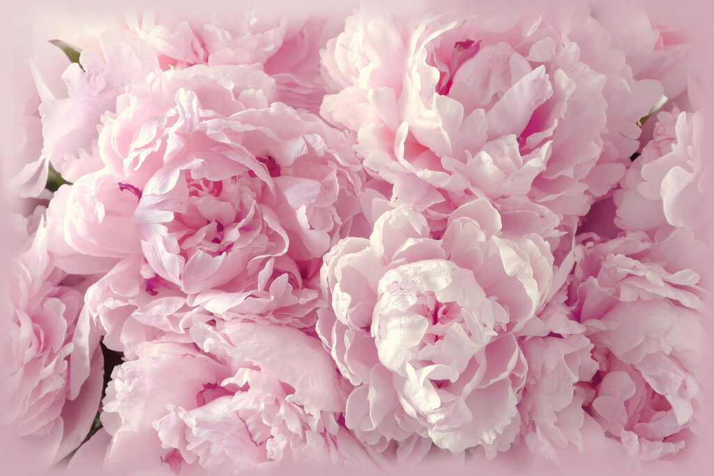 Pivoines blotties — motif complet