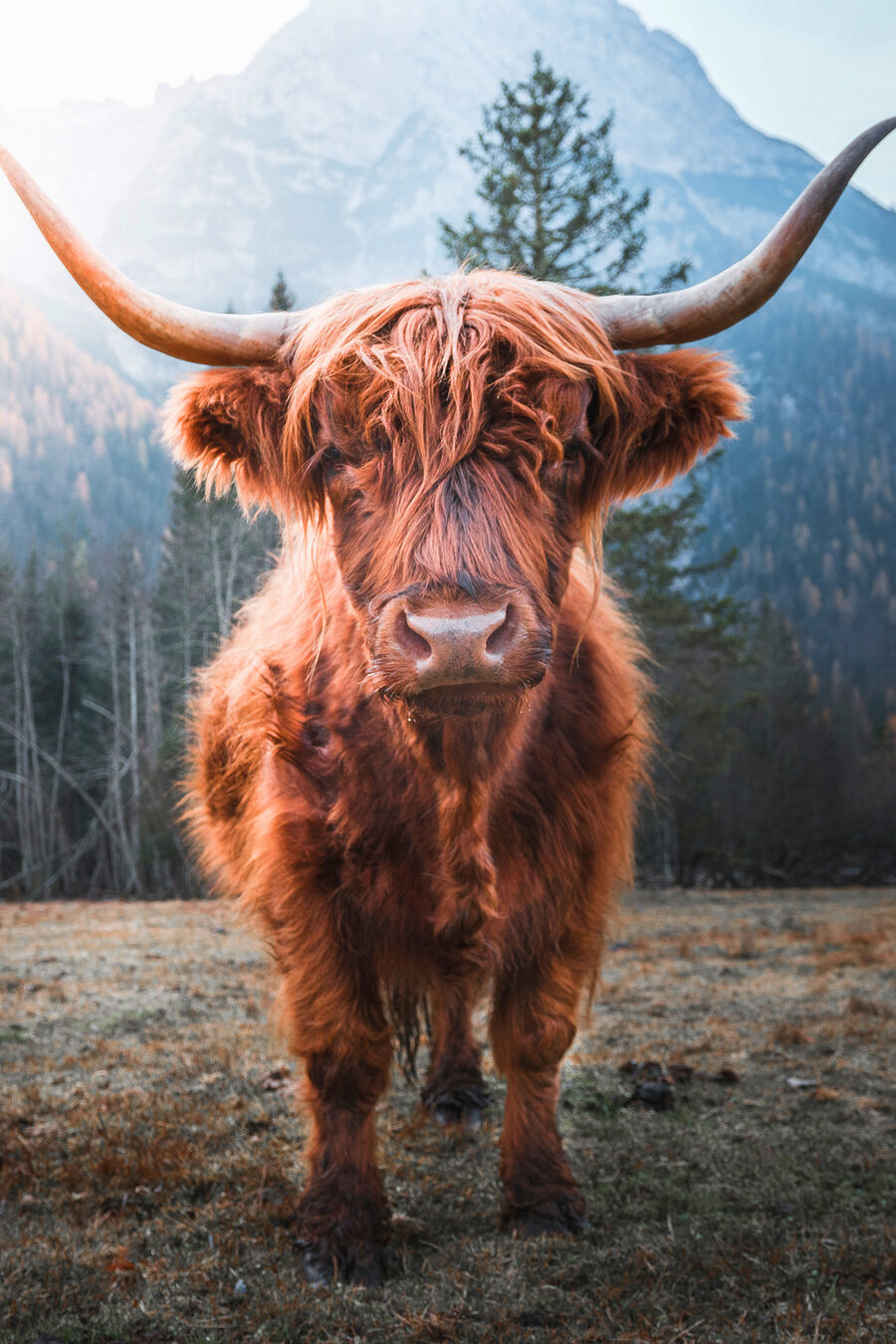 Vache aux longues cornes — motif complet