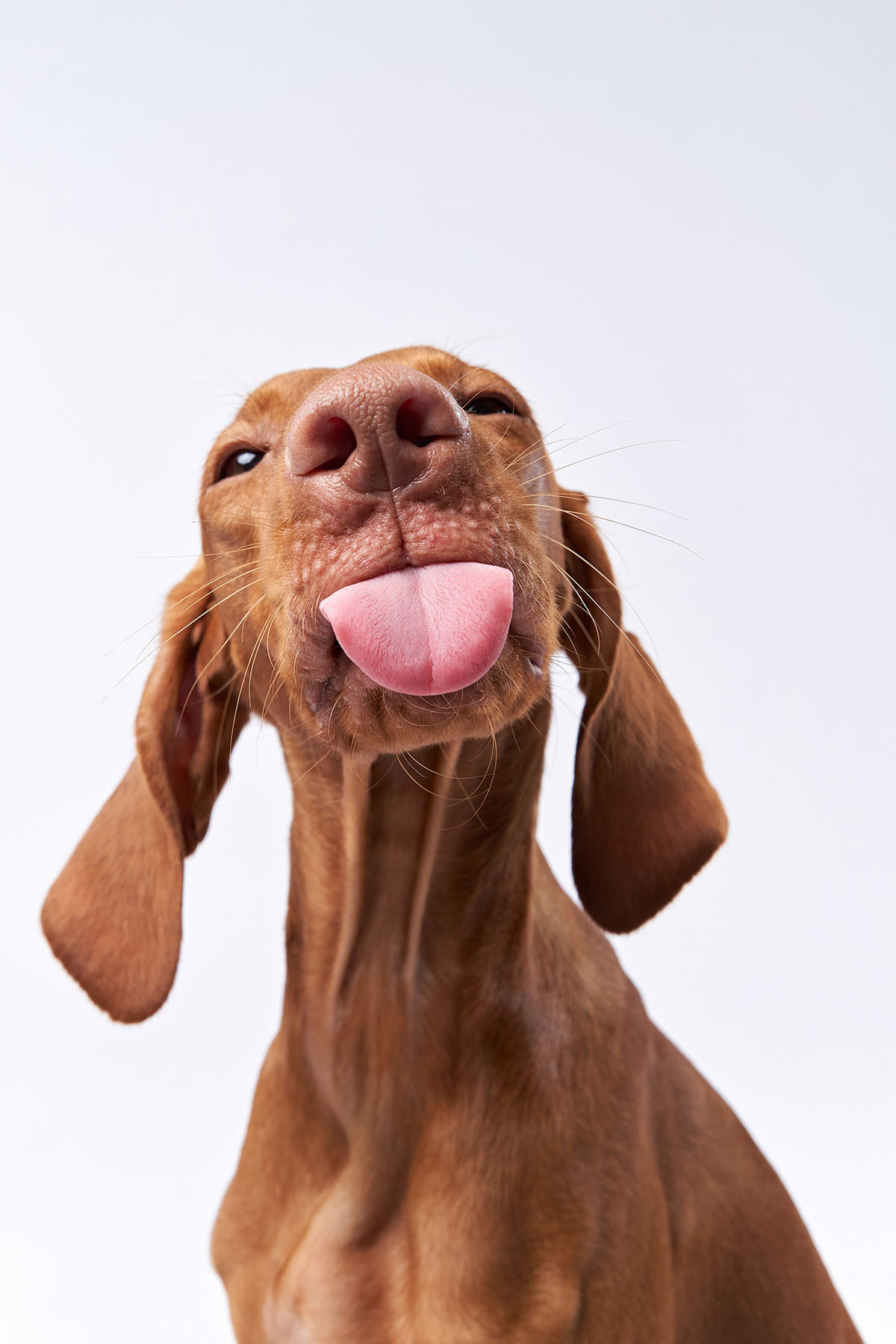 Chien espiègle — motif complet