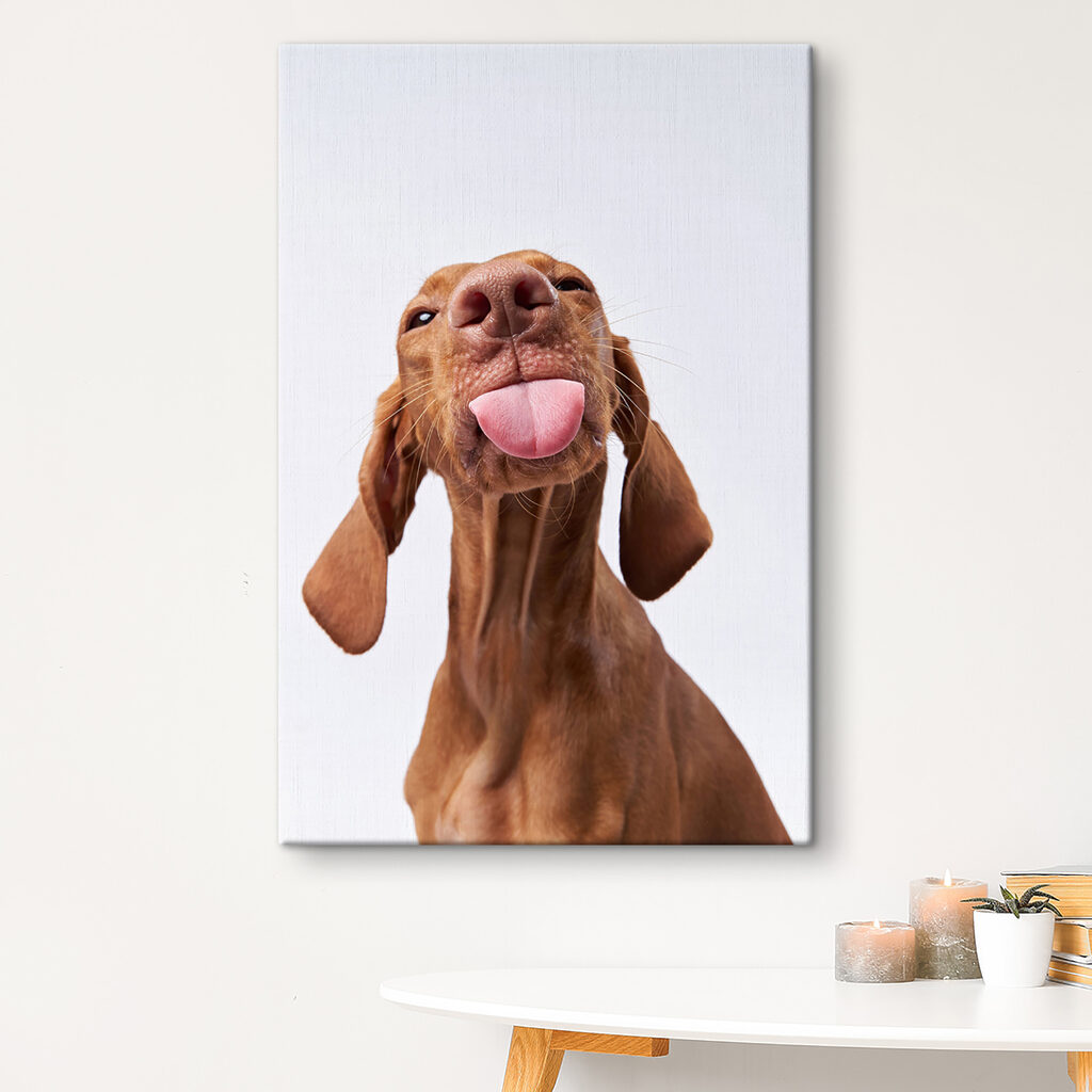 Chien espiègle — intérieur 1
