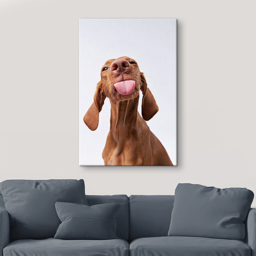 Chien espiègle — intérieur 2