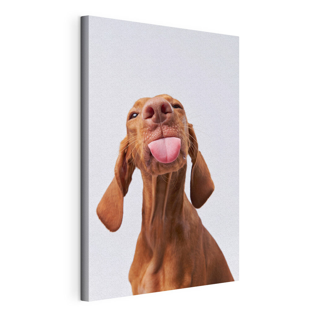 Chien espiègle, toile tendue et bord enveloppé