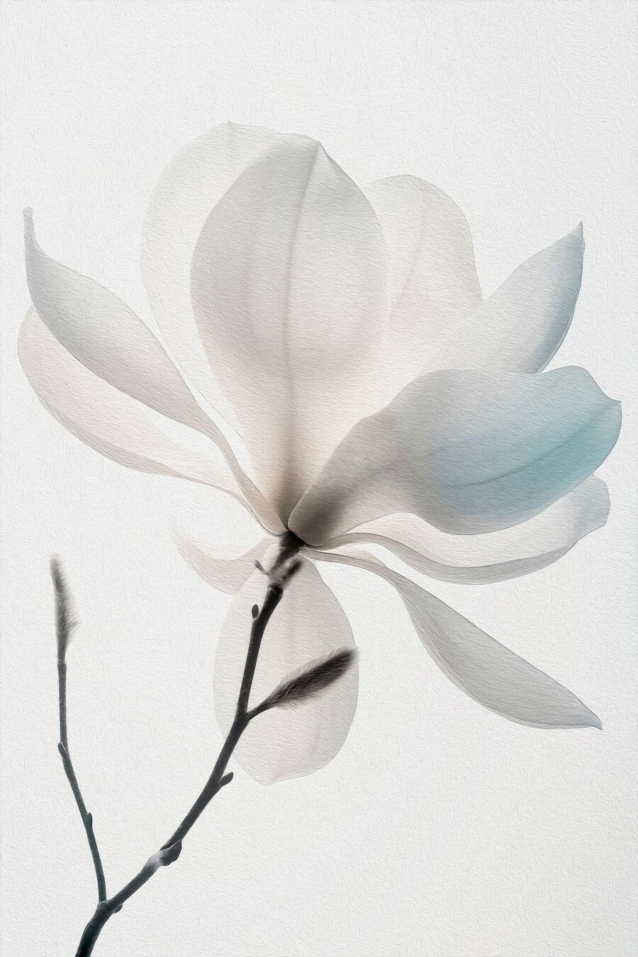 Magnolia blanc en fleur — motif complet