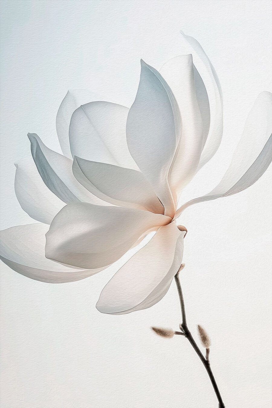 Magnolia blanc incliné — motif complet