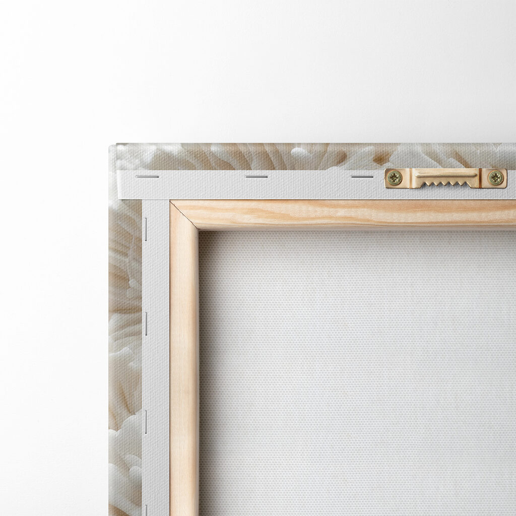 Fleurs blanches en rosaces — dos