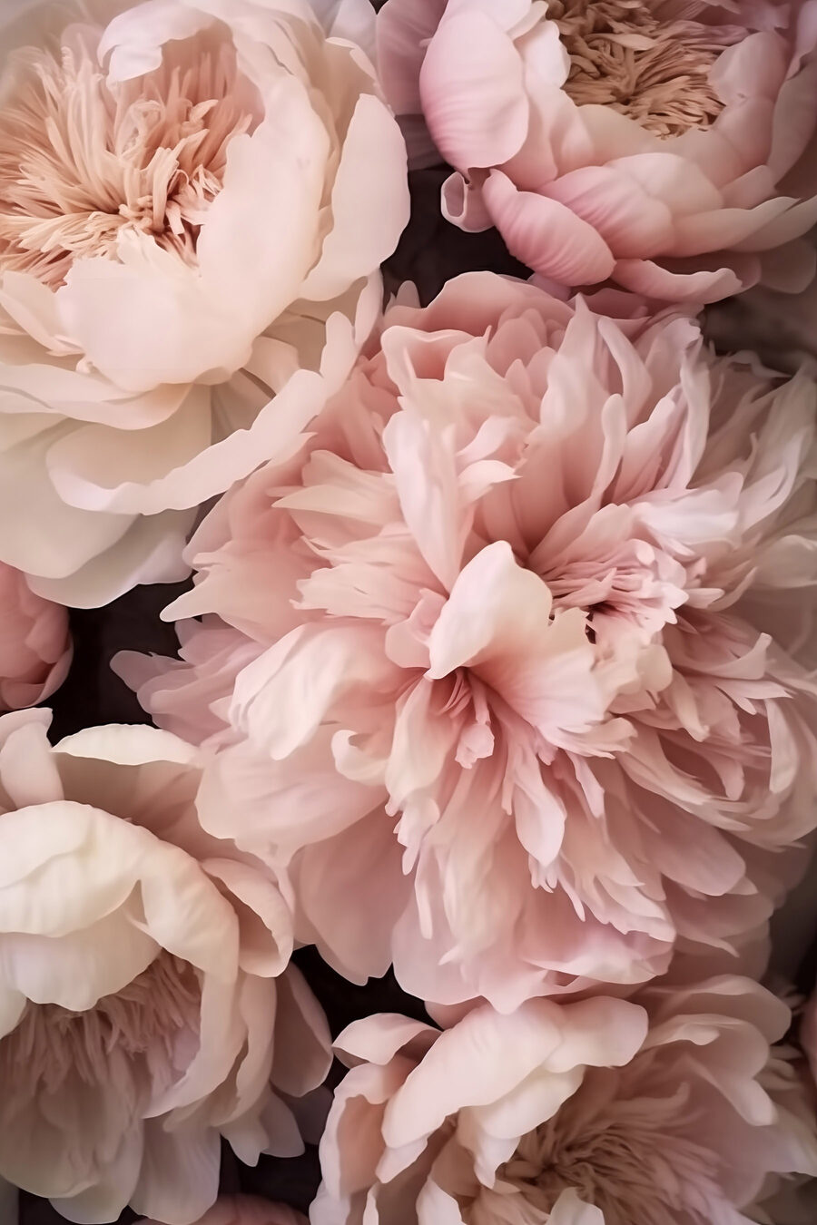 Pivoines aux pétales recourbés — motif complet