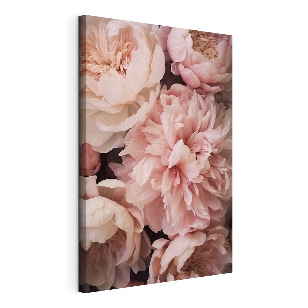 Pivoines aux pétales recourbés — vue du produit