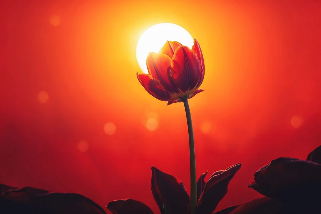 Tulipe rouge à contre-jour — motif complet