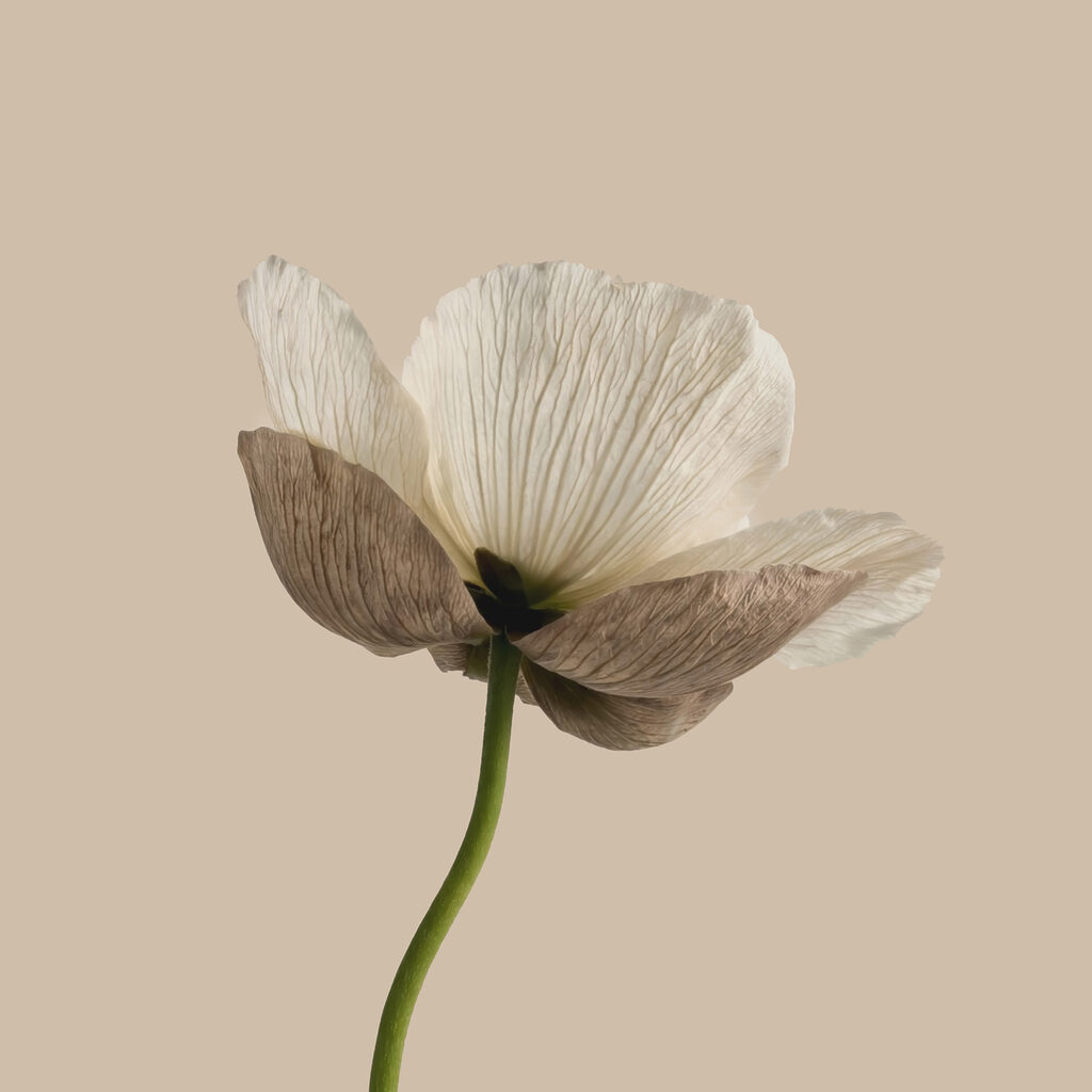 Fleur sur tige verte — motif complet