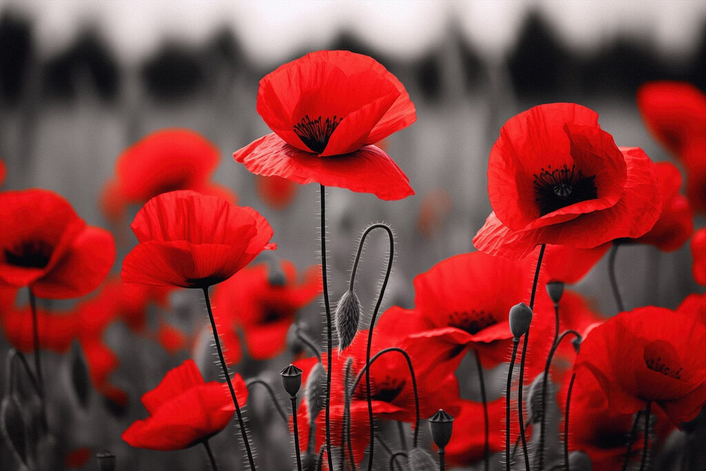 Coquelicots sur fond gris — motif complet