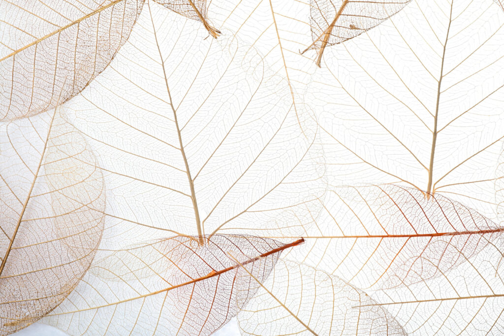 Dentelle de feuilles — motif complet