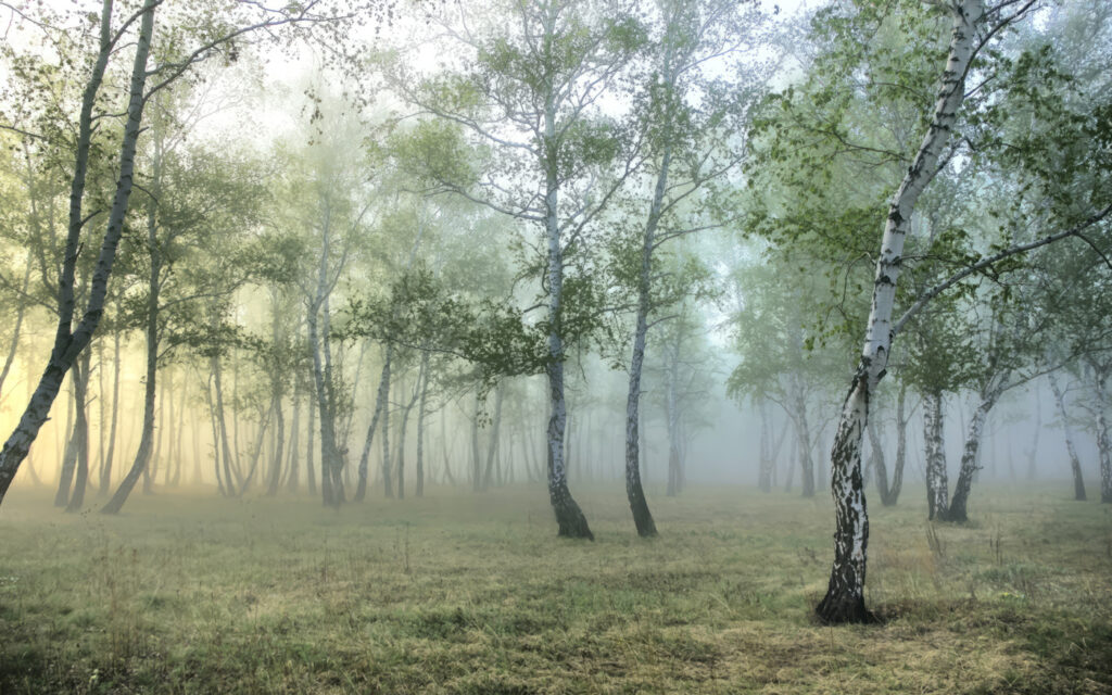 Clairière dans la brume — motif complet