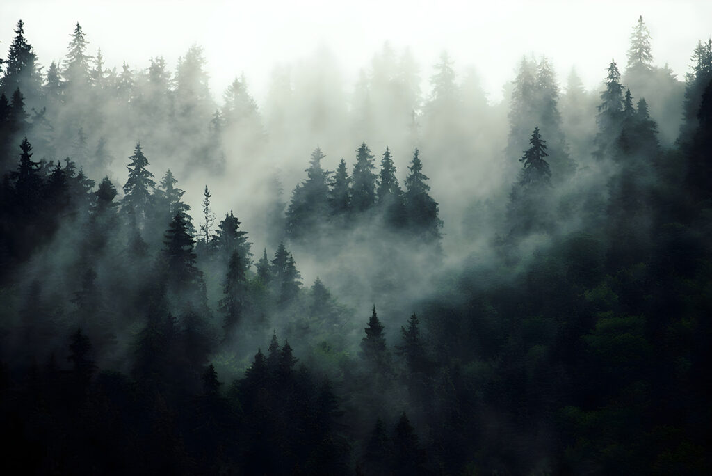 Conifères dans le brouillard — motif complet
