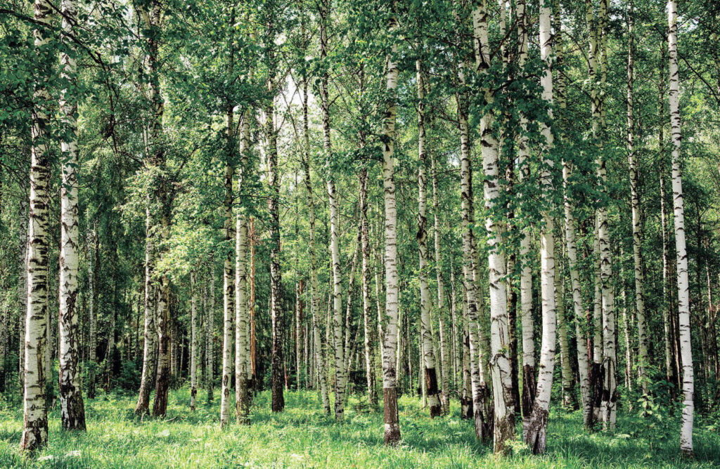 Forêt de bouleaux — motif complet