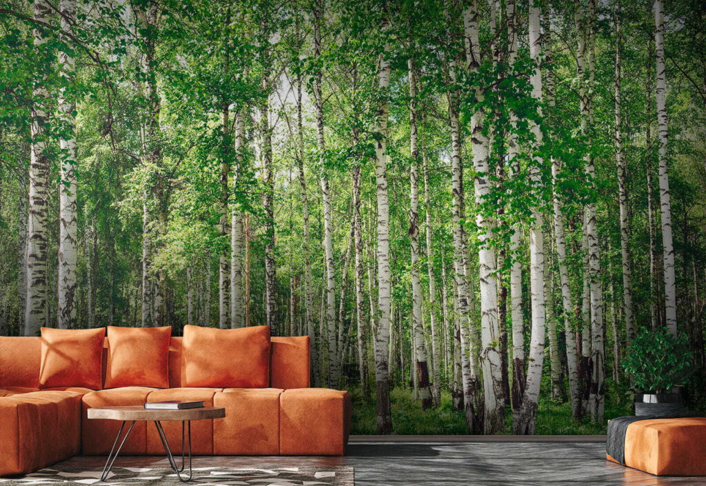 Forêt de bouleaux — intérieur 1