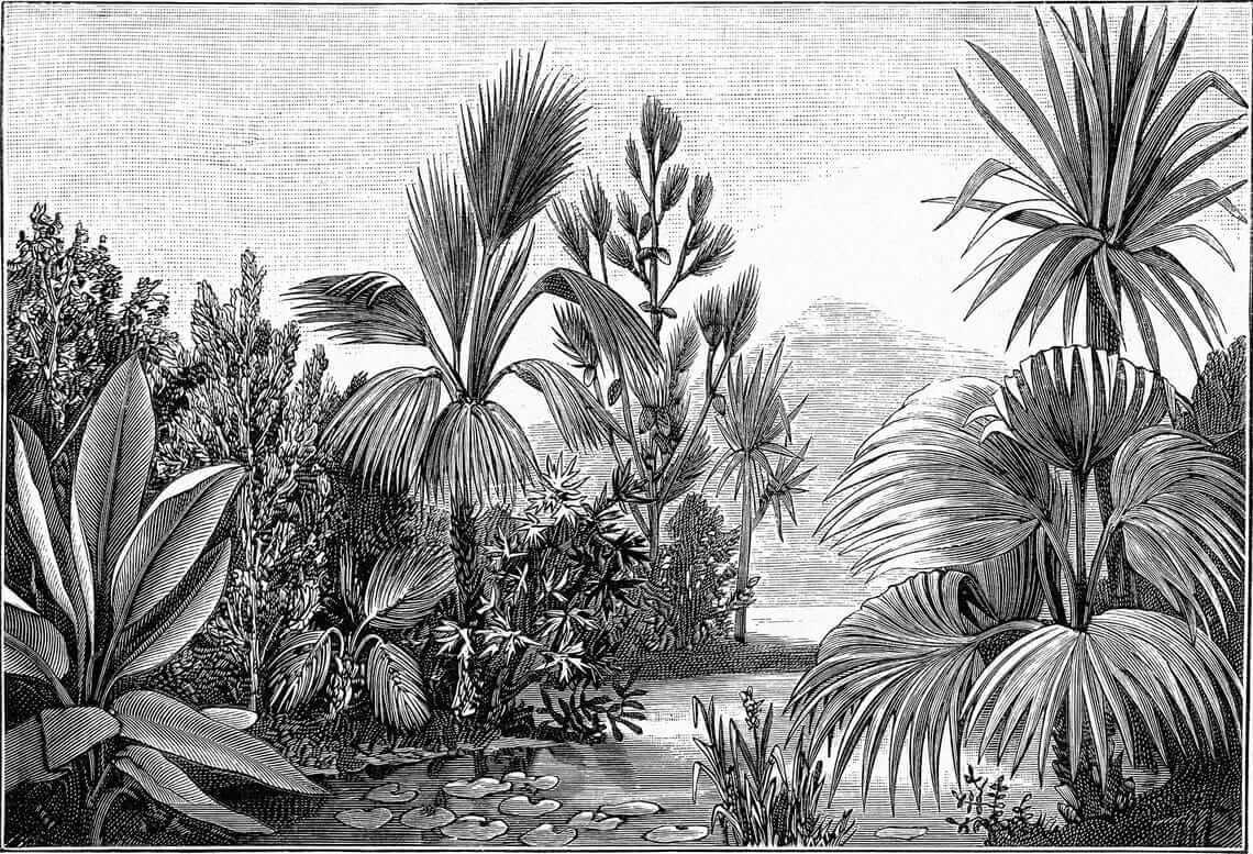 Hauts palmiers dessinés — motif complet