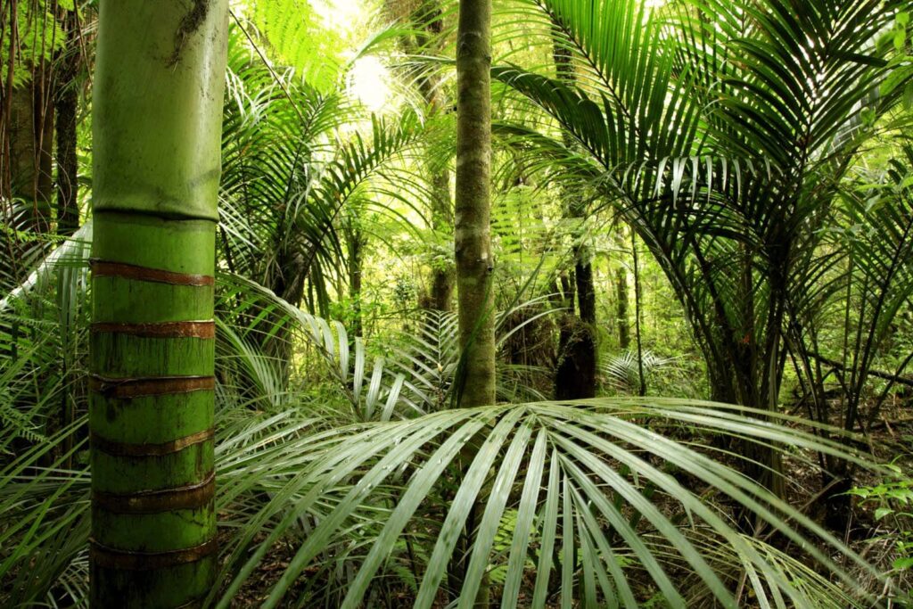 Palmeraie verdoyante — motif complet
