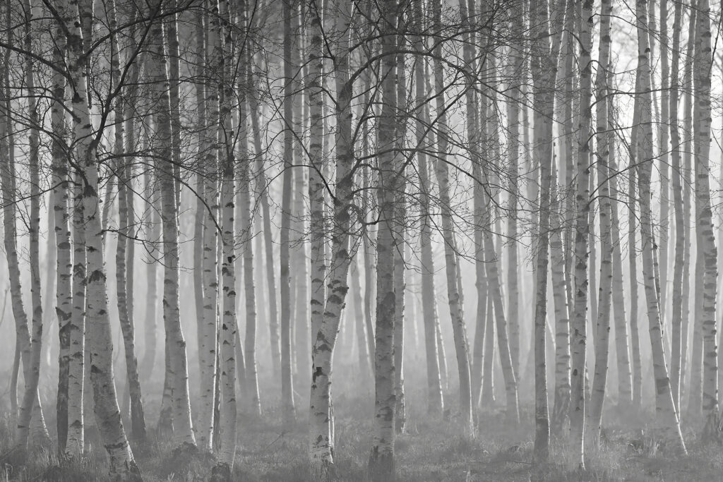 Forêt d’arbres nus — motif complet