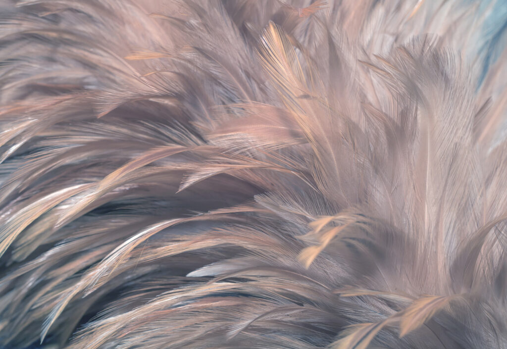 Longues plumes ondoyantes — motif complet