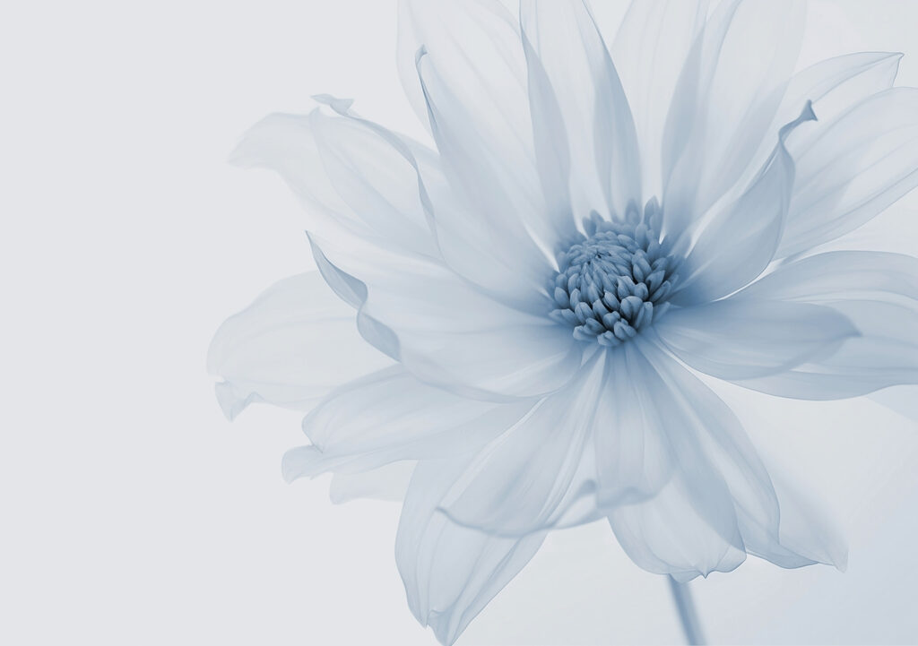 Fleur pleine de lumière — motif complet