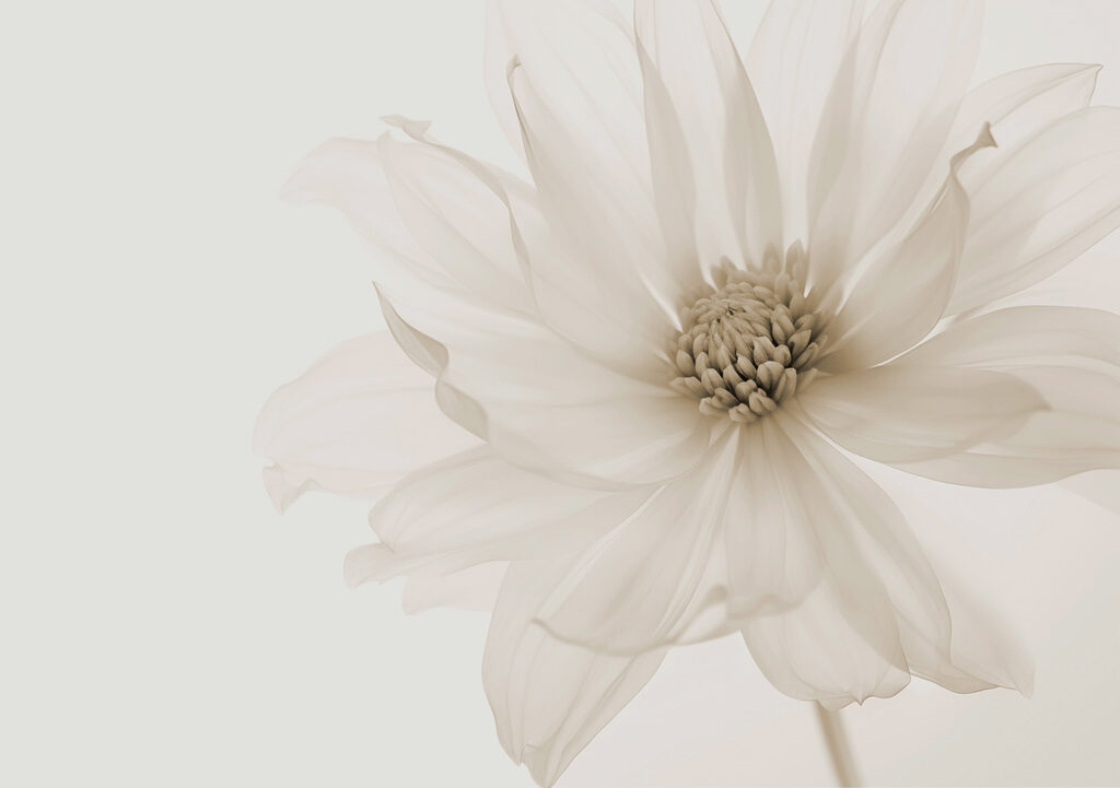 Fleur pleine de lumière — motif complet